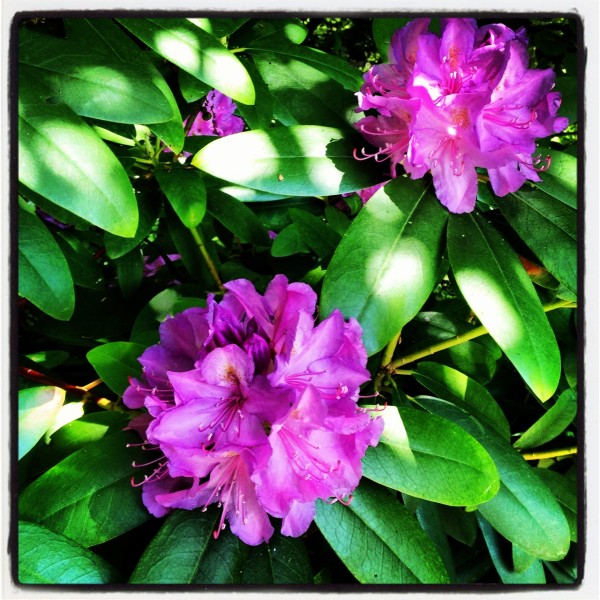 Rhododendron-Blüten in Großaufnahme